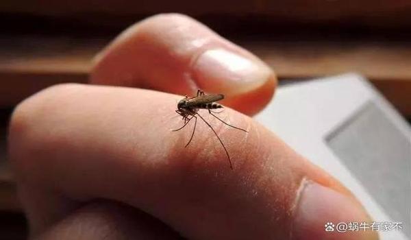 和平精英蜗牛辅助下载码